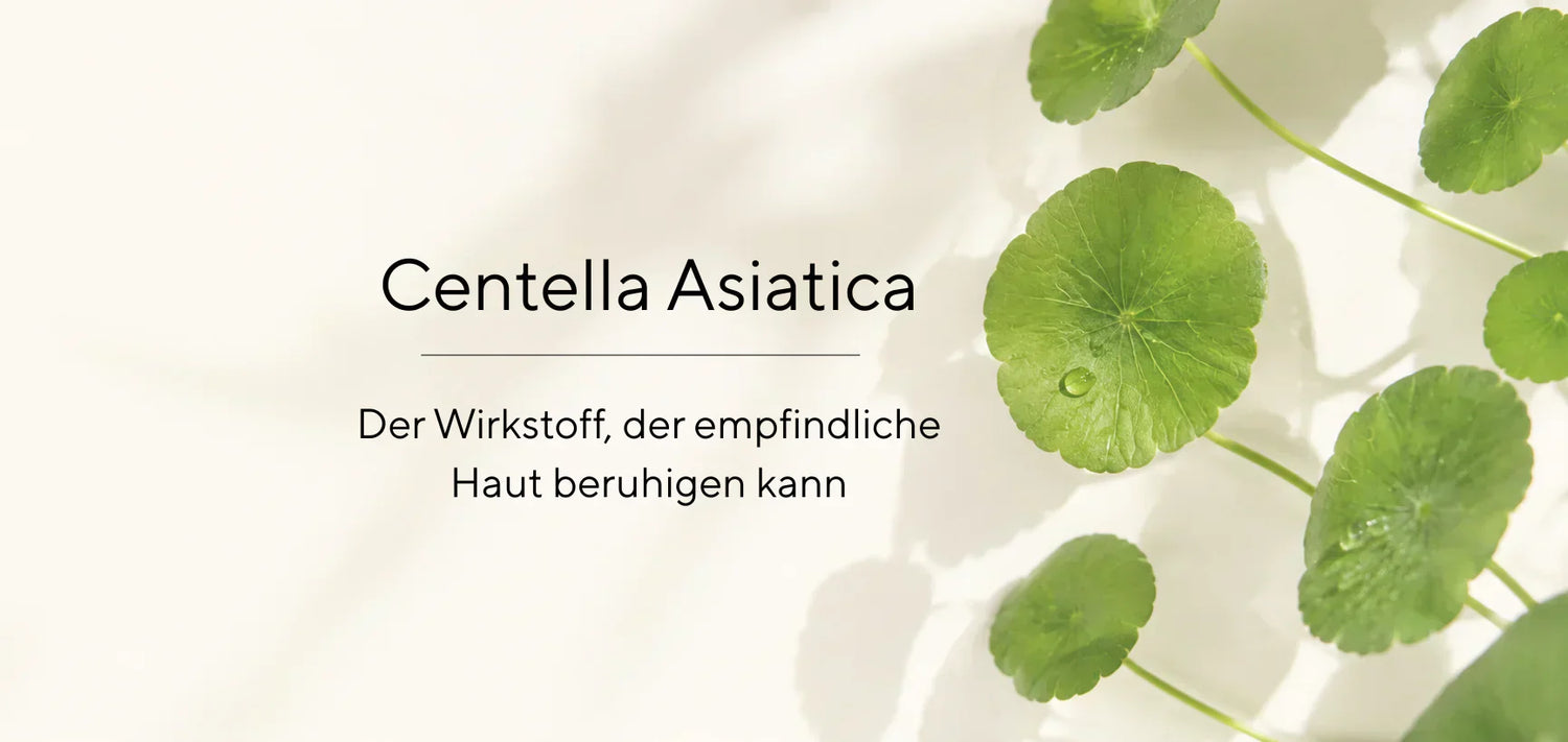 Tigergras (Centella Asiatica) für die Haut