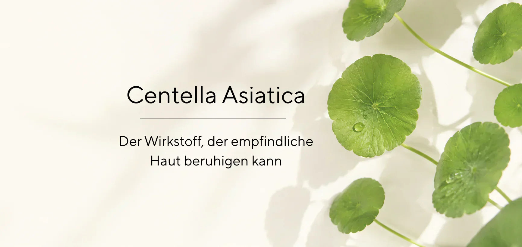 Tigergras (Centella Asiatica) für die Haut